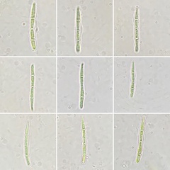 Cudonia spathulata