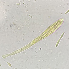 Cudonia spathulata