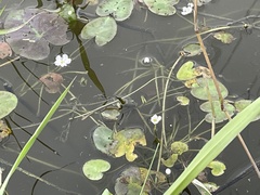 Nymphoides hydrophylla