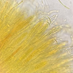 Cudonia spathulata