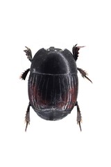 Atholus bimaculatus