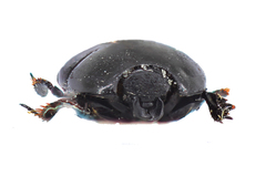 Atholus bimaculatus