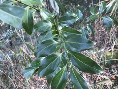 Cinnamomum yabunikkei