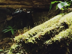 Bryophyta