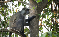 Cercopithecus mitis erythrarchus