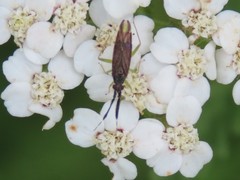 Heterotoma