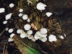 Agaricales