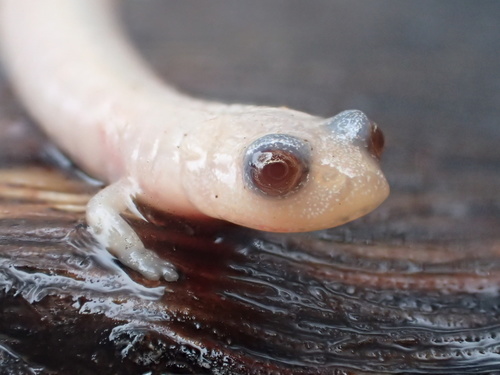 California Slender Salamander, California, US, photo 6 of 10