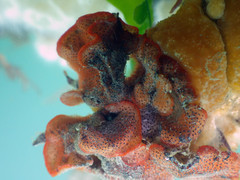 Watersipora cucullata