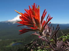 Castilleja rupicola