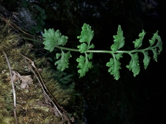 Cystopteris tasmanica