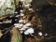 Agaricales