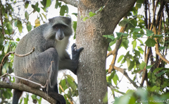 Cercopithecus mitis erythrarchus
