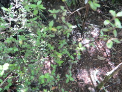 Coprosma propinqua