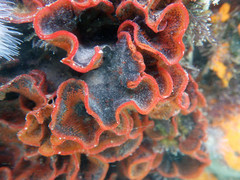 Watersipora cucullata