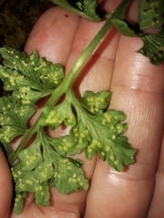 Cystopteris tasmanica