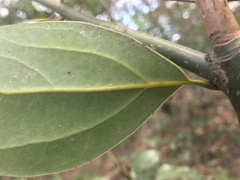 Cinnamomum yabunikkei