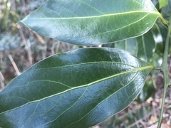 Cinnamomum yabunikkei