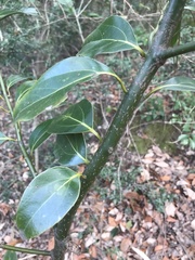 Cinnamomum yabunikkei