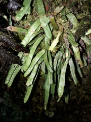 Notogrammitis patagonica