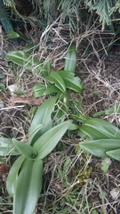 Himantoglossum hircinum