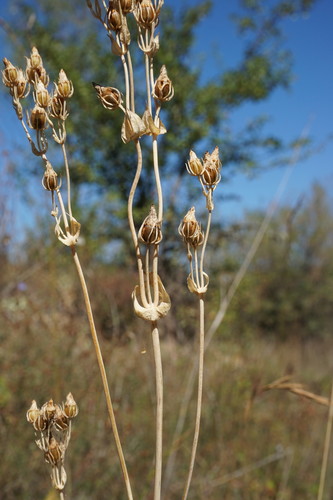 Yellow-wort