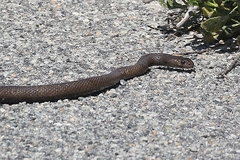 Pseudonaja affinis exilis