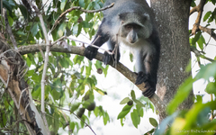 Cercopithecus mitis erythrarchus