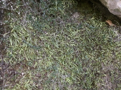 Notogrammitis patagonica