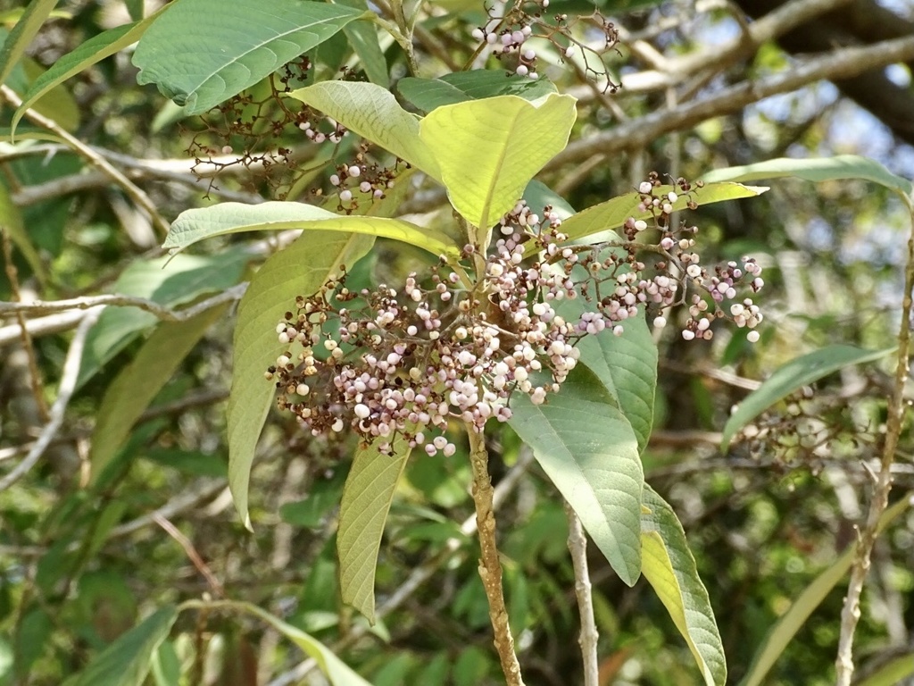 Tử châu hoa trần – Callicarpa nudiflora