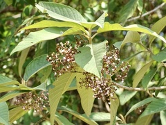 Callicarpa nudiflora