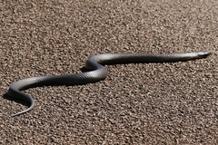 Notechis scutatus scutatus