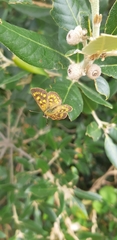 Lycaena enysii