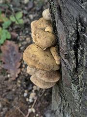 Gloeophyllaceae