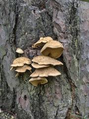 Gloeophyllaceae