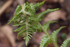 Dryopteris crassirhizoma