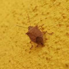 Podisus maculiventris