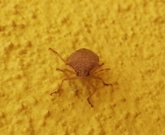Podisus maculiventris
