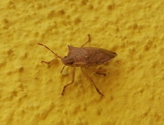 Podisus maculiventris