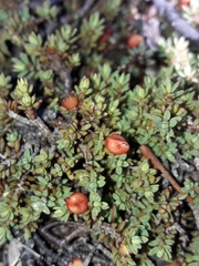 Pimelea notia
