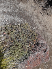 Pimelea notia