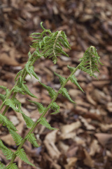 Dryopteris crassirhizoma