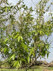 Salix mesnyi