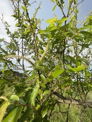 Salix mesnyi