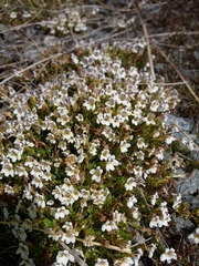 Euphrasia dyeri