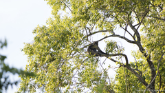 Cercopithecus mitis erythrarchus