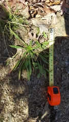 Oenothera argillicola