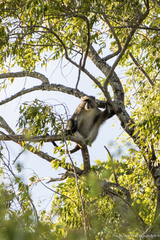 Cercopithecus mitis erythrarchus