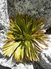 Aciphylla crosby-smithii