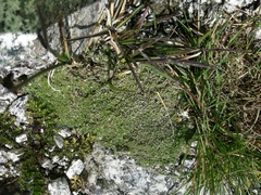 Veronica ciliolata fiordensis